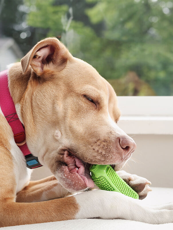 dog playing with chew toy